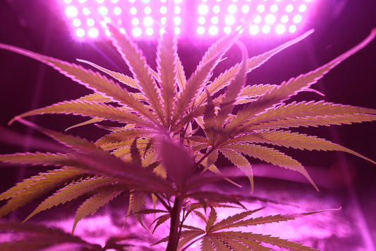 New German Government Set To Legalise Recreational Cannabis