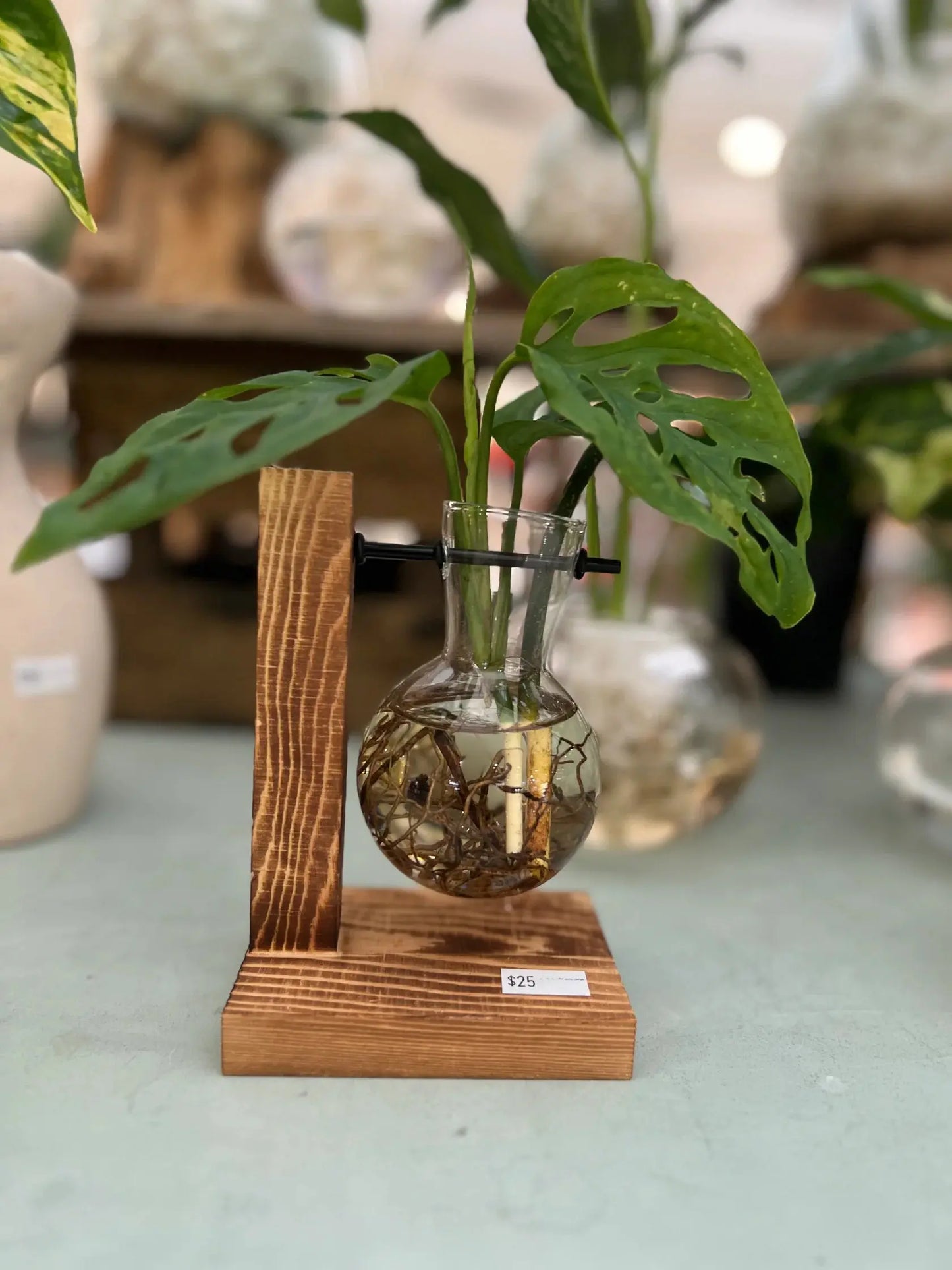 satinca x Mad Plant Ladies Single Hanging Propagation Vase satinca