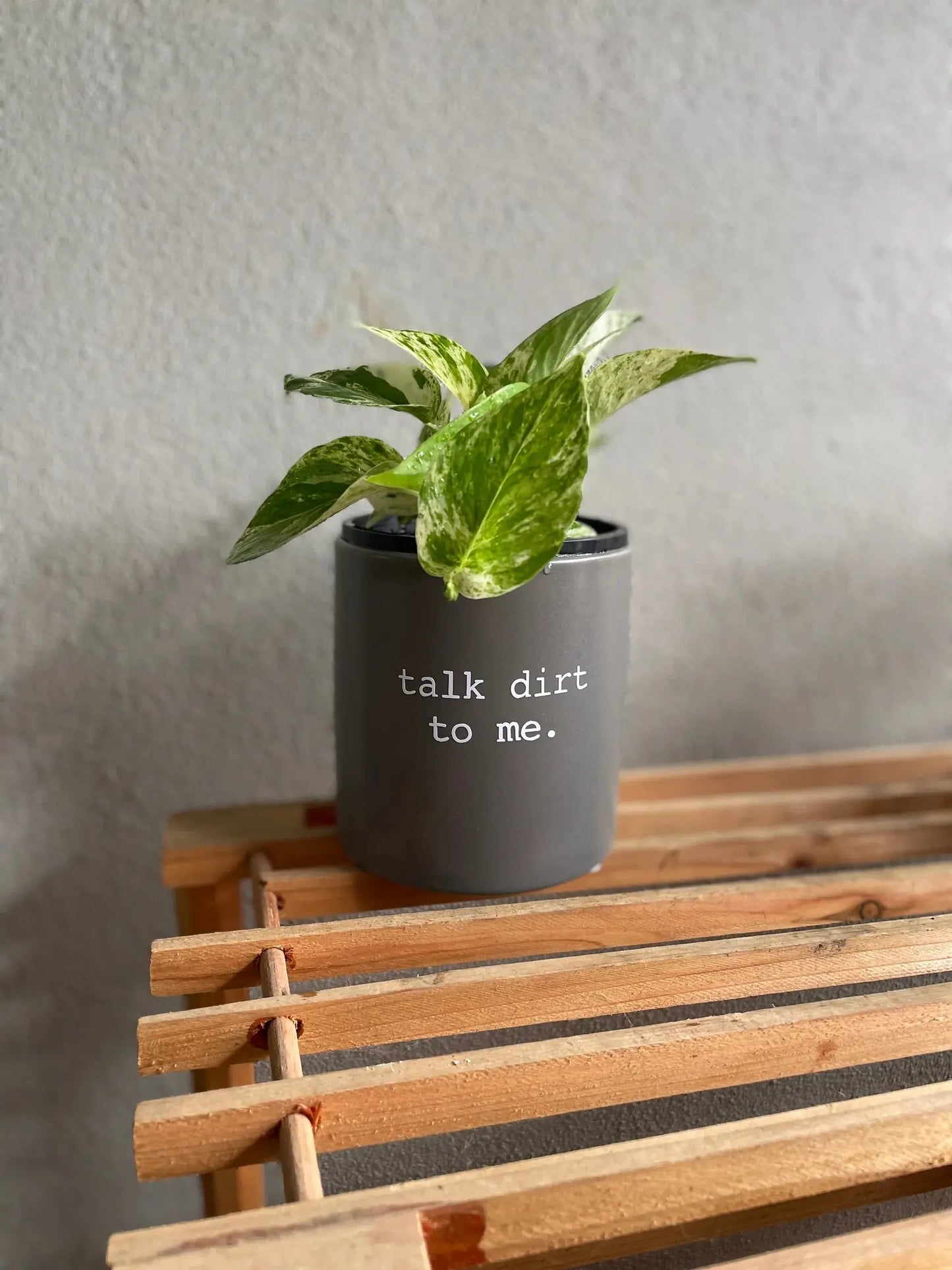 satinca x Mad Plant Ladies 'talk dirt to me' Pun Pot satinca