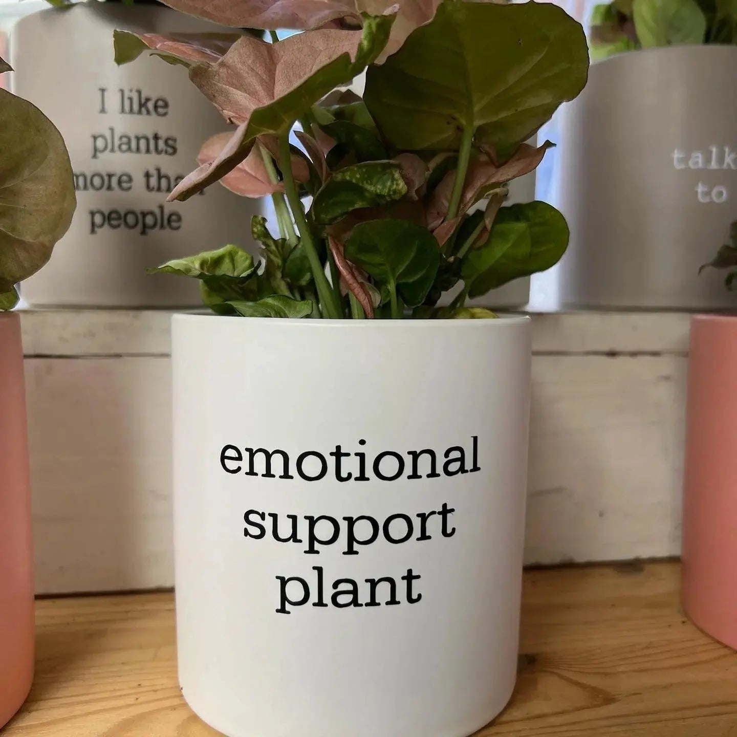 satinca x Mad Plant Ladies 'emotional support plant' Pun Pot satinca